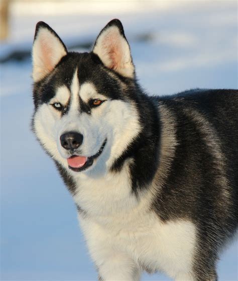 My Beautiful Siberian Husky Max