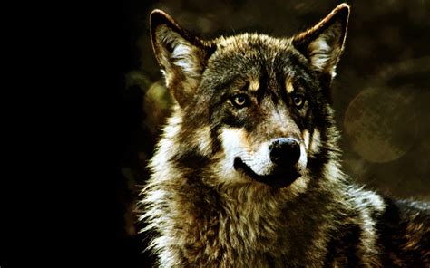 Download cool wolf wallpapers hd 1.0 latest version apk by hd wallpapers dev for android free online at apkfab.com. Cool Wolf Backgrounds ·① WallpaperTag
