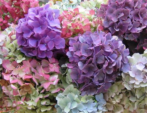 Hydrangea Wallpapers Images Photos Pictures Backgrounds