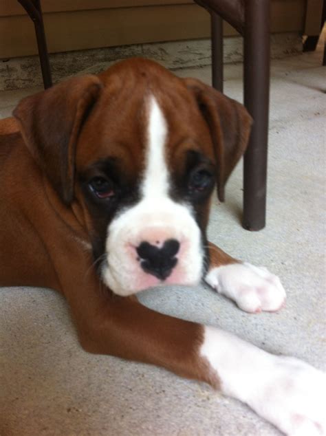 Boxer Puppy With Heart Nose Boxer Puppies Boxer Dogs Dog Nose