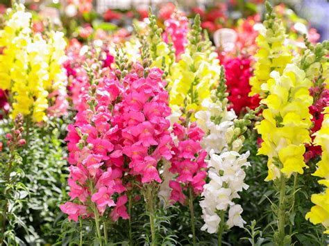 How To Grow And Care For Snapdragons Love The Garden