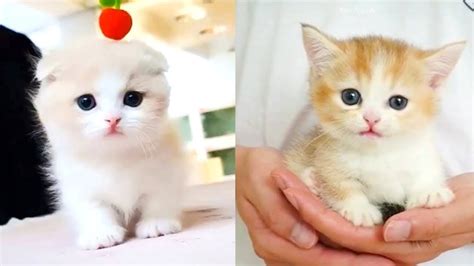Cutest Kittens In The World Best Funny And Cute Cat Compilation 2020