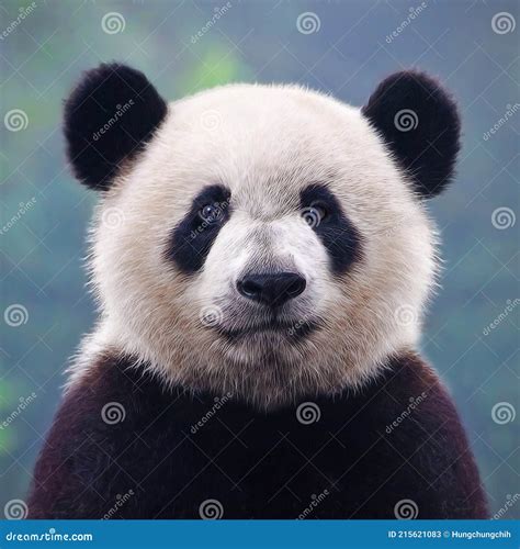 Giant Panda Bear Posing For Camera Stock Image Image Of Endangered