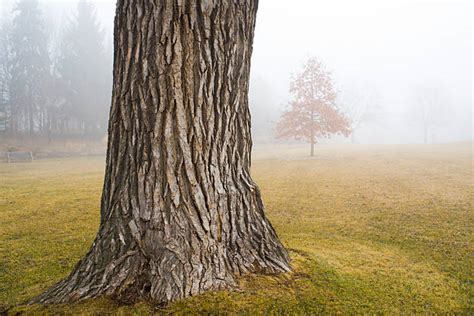 Tree Trunk Pictures Images And Stock Photos Istock