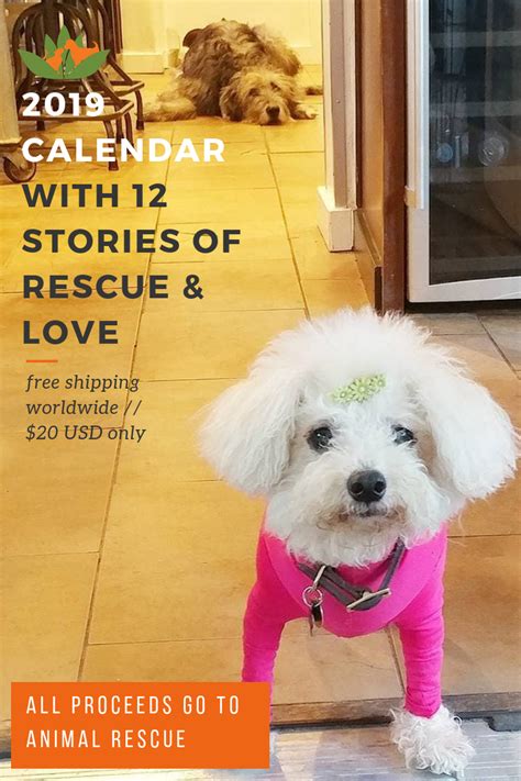 Second chance rescued dogs and cats live in experienced volunteer foster homes and become part of their families, enjoying daily second chance animal rescue. All sale proceeds go to Animal Rescue | Pet remedies ...