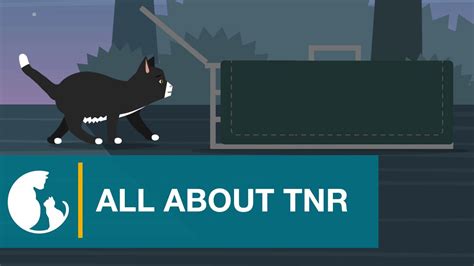 Tnr Trap Neuter Or Spay Return Catch And Release Programs For Cats