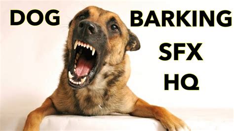 Dog Barking Sound Effects High Quality Youtube