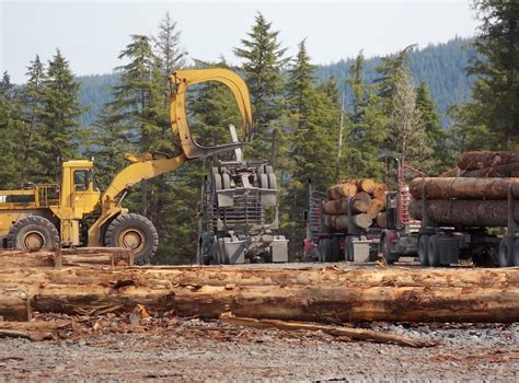 Us Forest Service Mismanaged Tongass Timber Sales Report Says Alaska