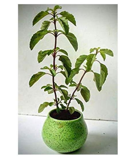 Vpn Live Shyama Tulsi Herbal Plant With Ceramic Pot Herbs Buy Vpn