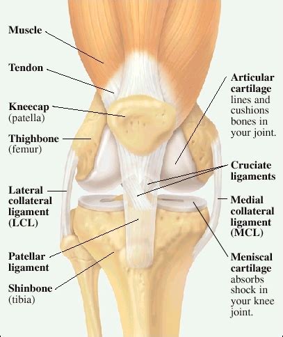 The brachialis is a strong flexor of the elbow. Kobukai Jujitsu - Blog - The Power of the Heel Hook