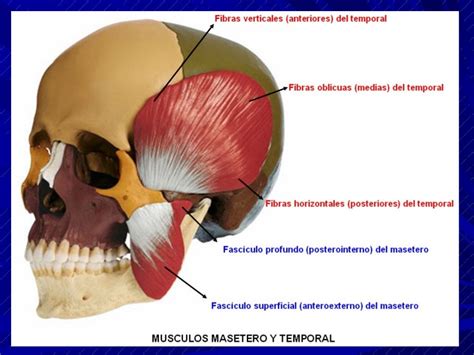 Exploracion De La Articulacion Temporomandibular