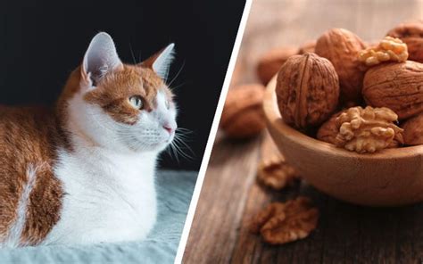 They generally weigh 10 to 13 pounds. Can Cats Eat Walnuts? - Pets Byte