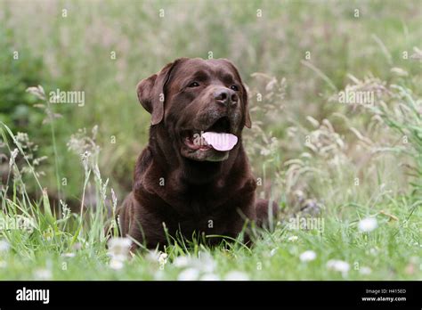 Dog Labrador Retriever Adult Chocolate Lying Stock Photo Alamy