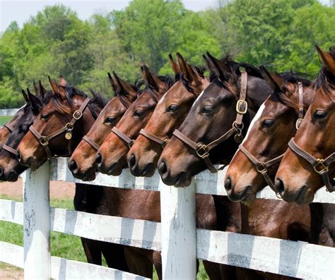 Kentuckys Role In The Thoroughbred Industry Examine Why Kentucky Is