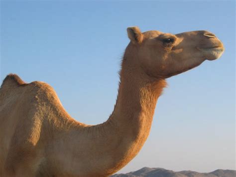 camels and unique facts about them