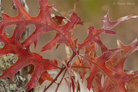 Turkey Oak Leaves Allen David Broussard Catfish Creek Preserve State