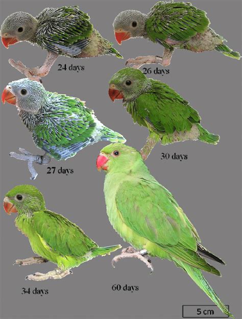 Photographic Documentation Of Chick Development In Ring Necked Parakeet