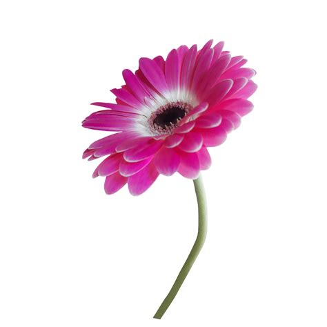 Free Pink Gerbera Flower 21454748 Png With Transparent Background