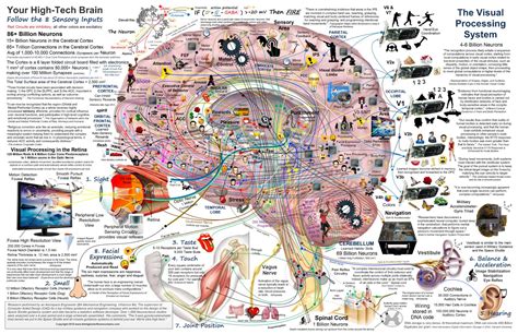 Calaméo Brain Circuits Functions Infographic 1643065427