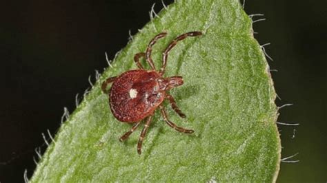 Beware Of The Brown Eight Legged Creature Lone Star Tick Bite Can Make