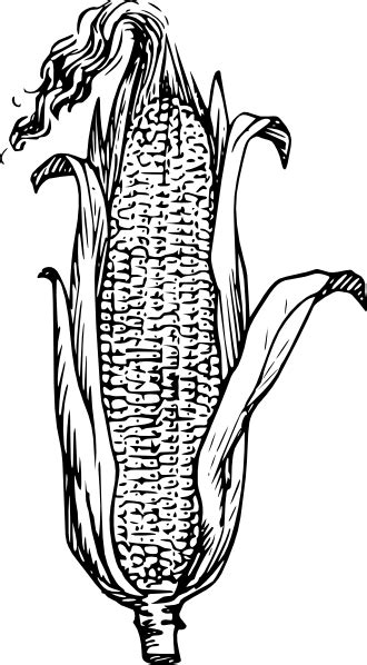 Corn Clip Art At Vector Clip Art Online