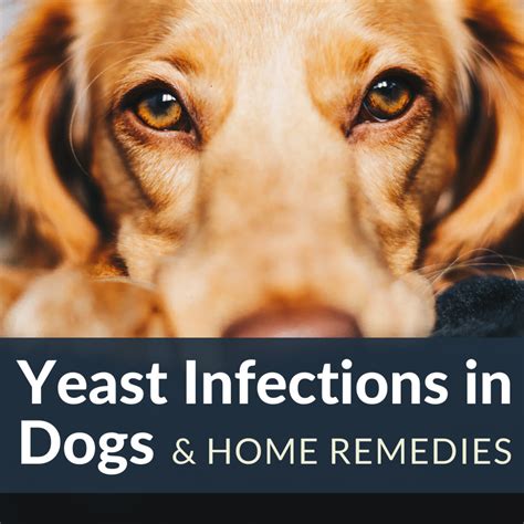 How To Stop Yeast Overgrowth Induced Hair Loss And Itching In Dogs
