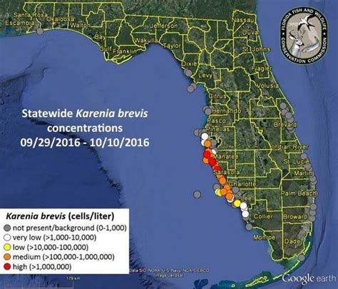 Red Tide Fish Kills Reported In Pinellas Manatee And Sarasota Counties