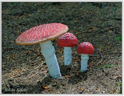 23 Diy Garden Mushrooms Design To Increase Your Backyard — Design