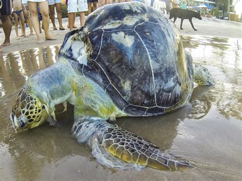 Sea Animals Affected By Plastic Pollution