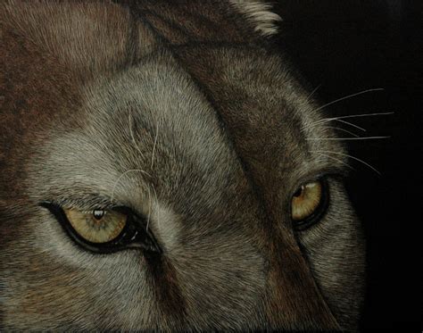 Sue Kroll Scratchboard Art Cougar Eyes