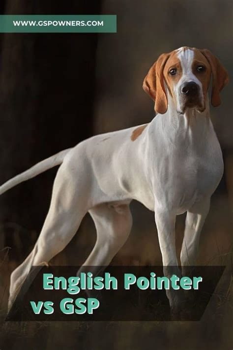 English Pointer Vs German Shorthaired Pointer 3 Considerations To Make