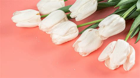 Download Wallpaper 3840x2160 Tulips Flowers White Pink