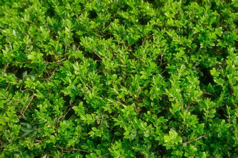 Looking for front yard landscaping tips that won't break the bank? Rest Your Green Thumb With These 10 Low-Maintenance Bushes ...
