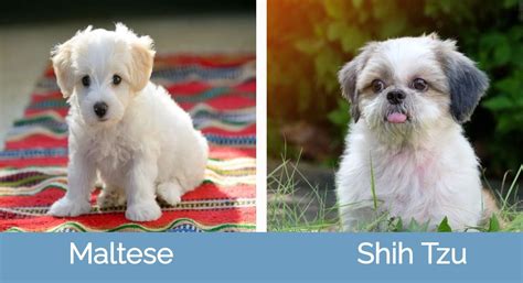 Maltese Vs Shih Tzu Which One Is Proper For Me Street How