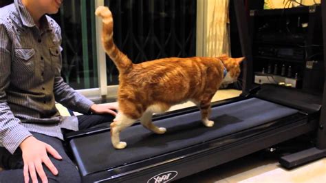 Lazy Cat Works Out On Treadmill Youtube