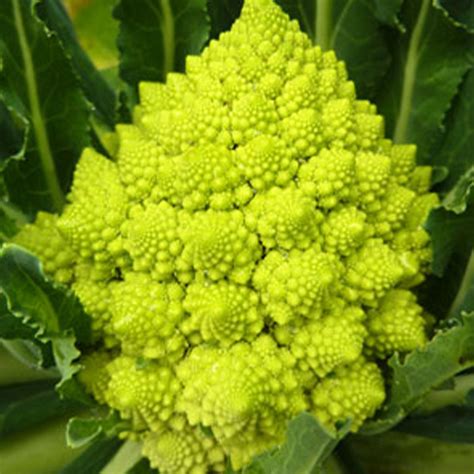Green Sprouting Calabrese Broccoli Seeds 14 Lb ~36000 Seeds Non