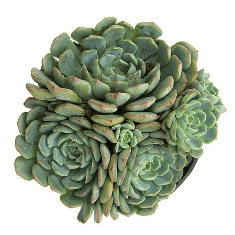 Echeveria Minima Blue Leaves Echeveria Rosettes Iridescent Garden