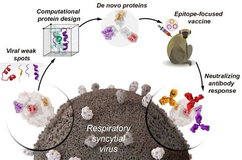 In Vaccine Design Artificial Proteins Start Mimicking Real Immunogens