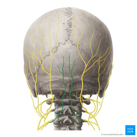 Occipital Nerves Origin Course And Function Kenhub