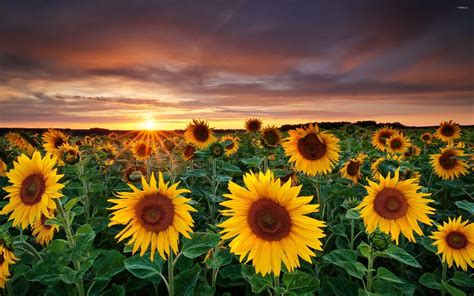 Field Of Sunflowers Wallpapers Wallpaper Cave