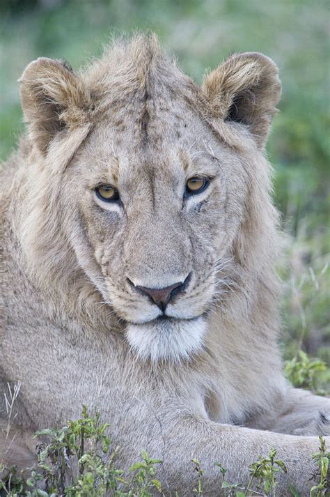 Panthera Leo African Lion Panthera Leo Male Photograph By San Diego