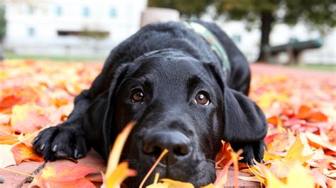Here you may to know how to get your dog unconstipated. Leaders of the pack! Here are the top dog names of 2016
