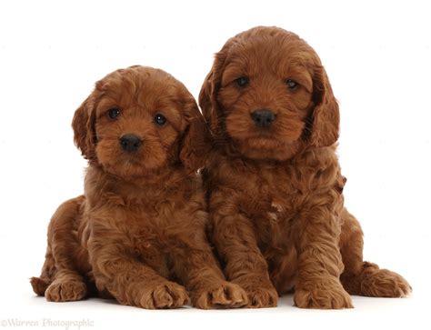 Apricot Cockapoo Puppies