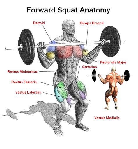 Barbell Squats Muscles Used