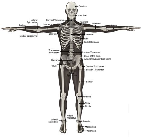 Skeleton Anterior Real Bodywork
