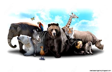 Zoo Animals Collage Wallpapers Gallery