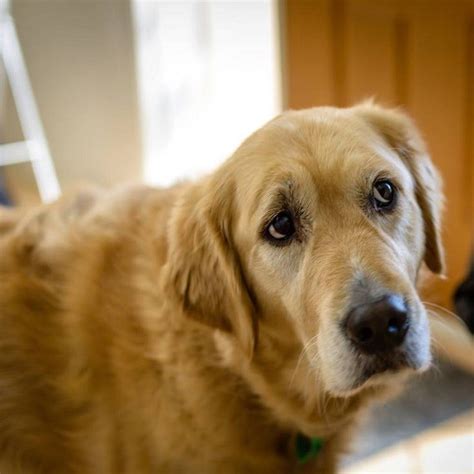 20 Things All Golden Retriever Owners Must Never Forget