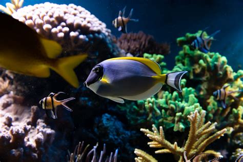 Aquarium Design Ideas Phoenix Fish Tank Owners Will Love