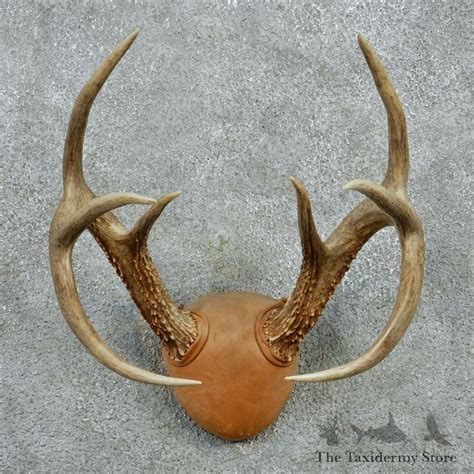 Whitetail Deer Antlers For Sale 12981 The Taxidermy Store