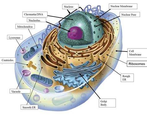 Animal Cell Not Labeled